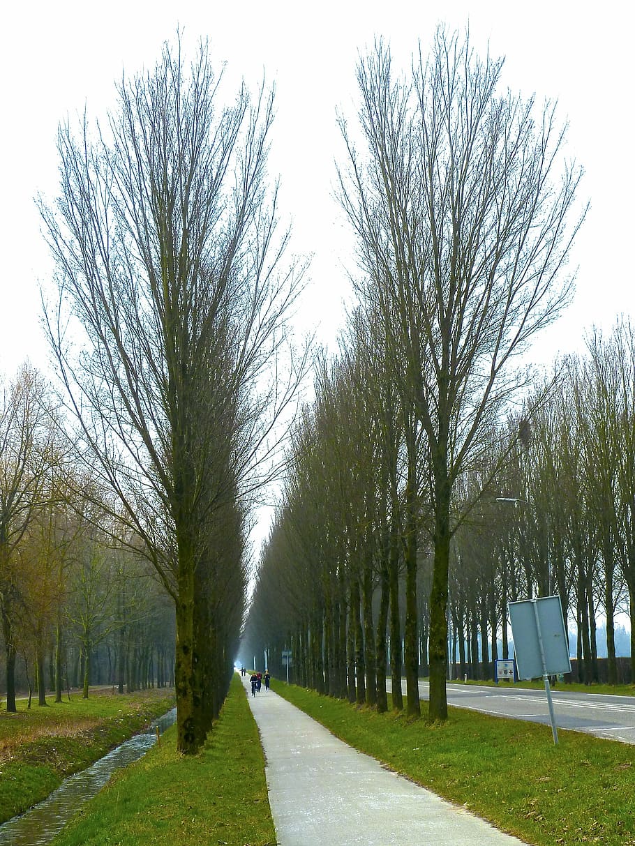alley, tree lined, trees, perspective, road, travel, row, rural HD wallpaper