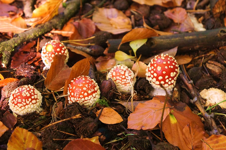 fly agaric, forest, toxic, autumn, food, leaf, plant part, fungus HD wallpaper