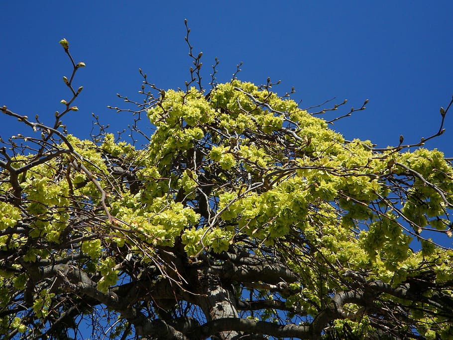 linde, spring, first green, sky, blue, tree, tree in spring HD wallpaper