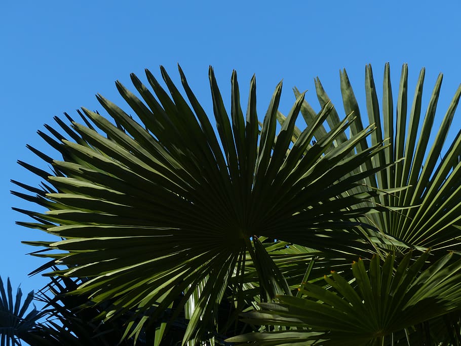 palm, tree, date palm, shade tree, leaves, wedel, canary island date palm HD wallpaper
