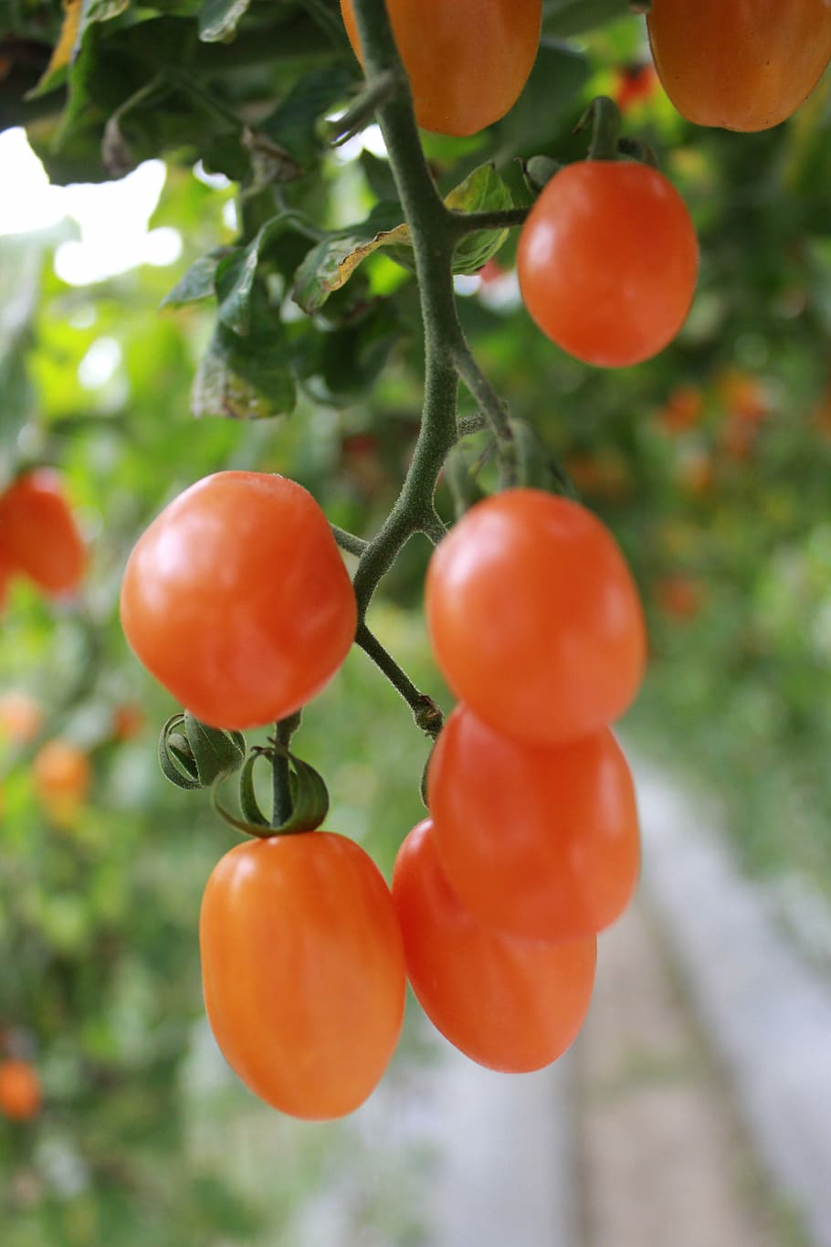 tomatoes, food, fresh, plant, food and drink, growth, healthy eating HD wallpaper
