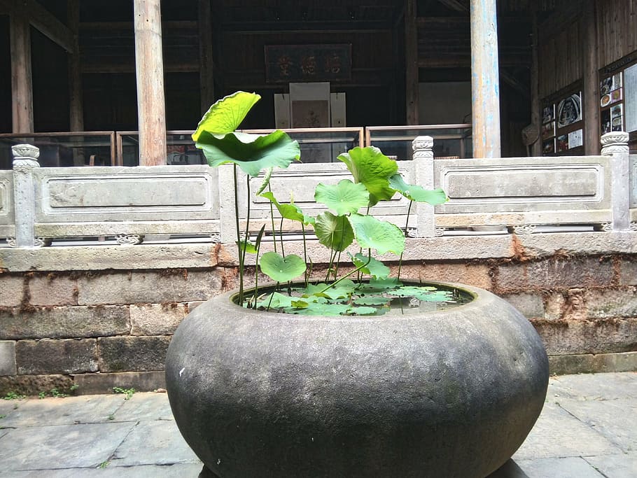 bowl, lotus, plant, architecture, built structure, growth, green color HD wallpaper