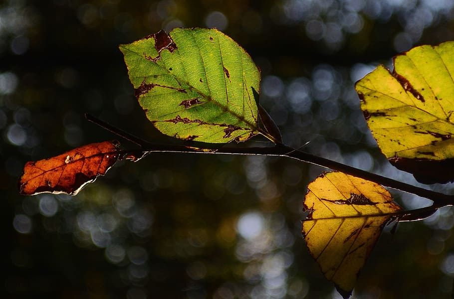beech, leaves, branch, forest, autumn, tree, fall, natural HD wallpaper