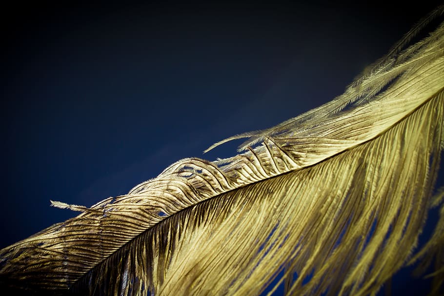 strauss spring, feather, ease, close, bird feather, spring dress HD wallpaper
