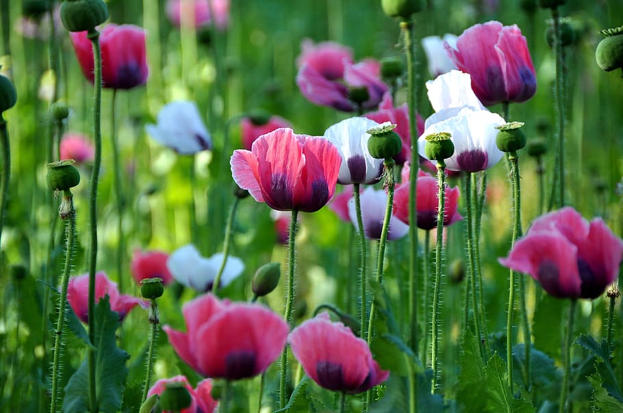 white and pink petaled flowers, poppy, thriving mohnfeld, nature, HD wallpaper