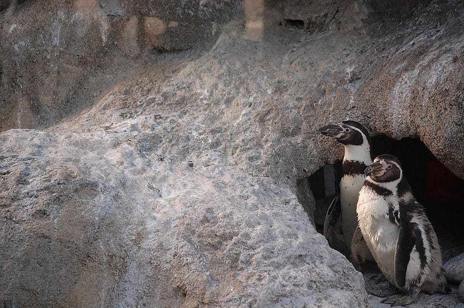 zoo, penguin, bird, animal, animal themes, mammal, vertebrate HD wallpaper