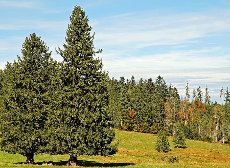 green pine trees, firs, conifers, periwinkle, landscape, sunbeam, HD wallpaper