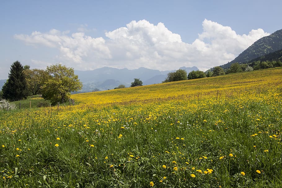 yellow flower field, spring, sunshine, may, mountains, trees HD wallpaper