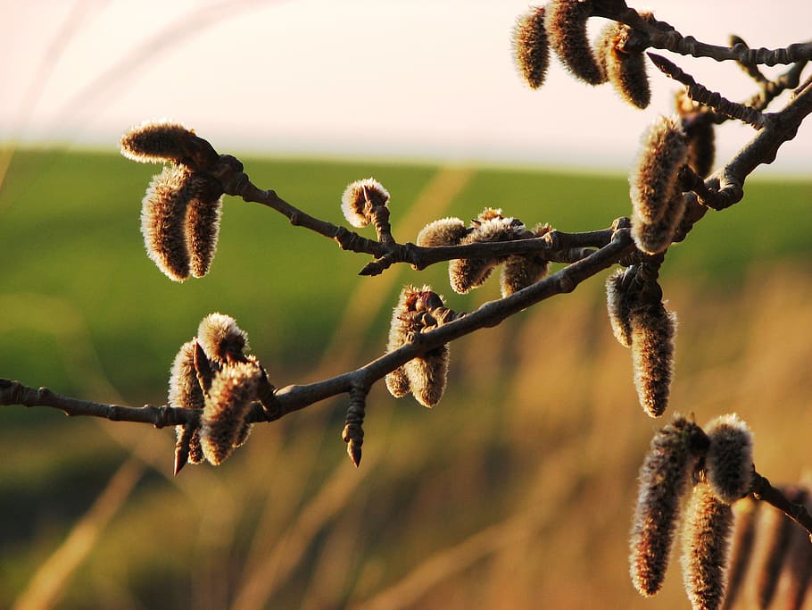 kitten, inflorescence, spring, pollen, nature, plant, focus on foreground HD wallpaper