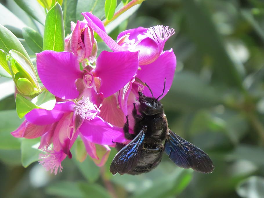 flower, pollen, insect, flowering plant, fragility, vulnerability HD wallpaper