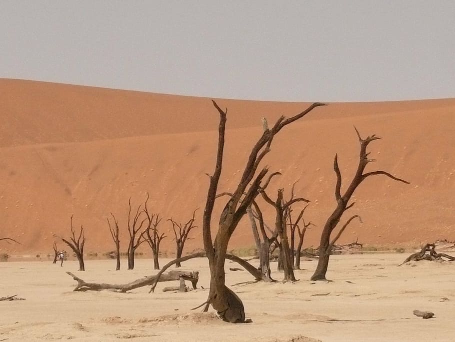 deadvlei, sahara, dead vlei, namibia, drought, sand, dune, desert, HD wallpaper