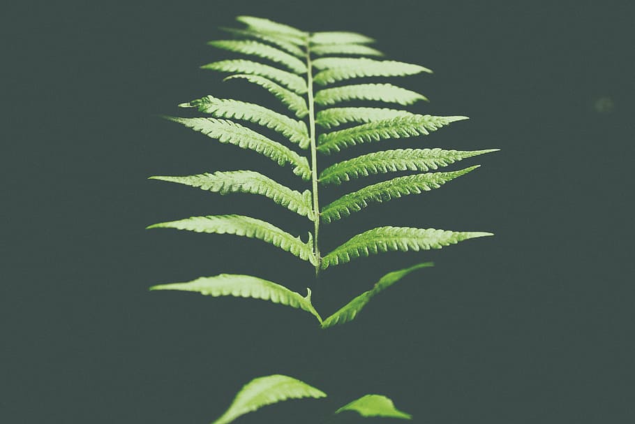 fern plant, gray, background, green, leaf, dark, green color HD wallpaper