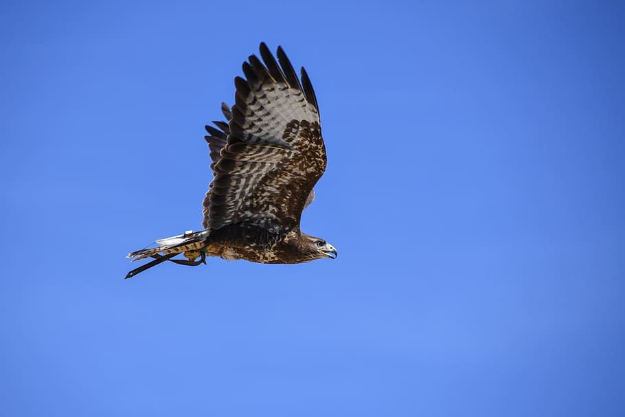 buzzard, raptor, flight, bird, sky, blue, animal wildlife, animal themes HD wallpaper