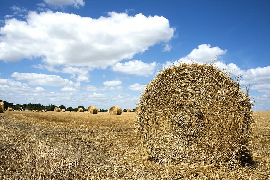 Straw, Fields, Hay, Summer, rustic landscape, bale, agriculture HD wallpaper
