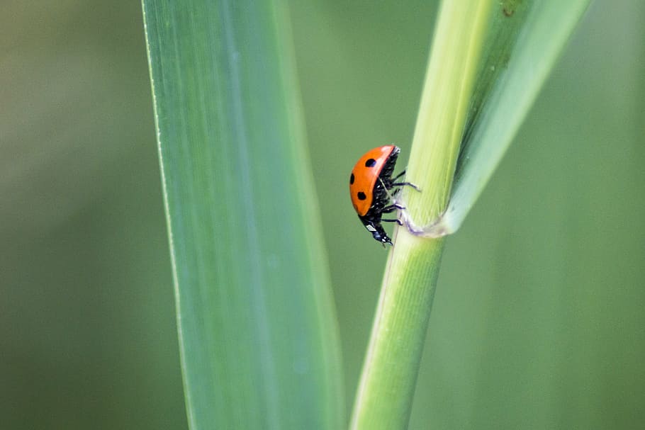 ladybird, ladybug, insect, beetle, red, spring, natural, animal HD wallpaper