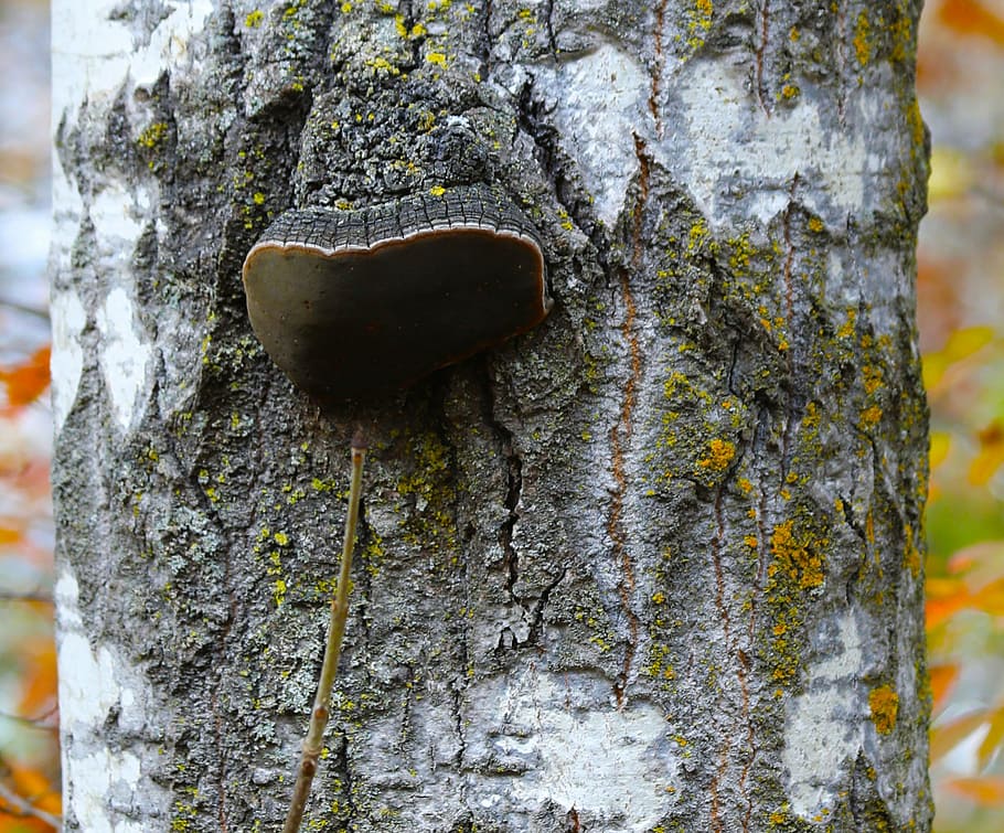 birch, birch tree, color, leaf, autumn, fall, white bark, trunk HD wallpaper