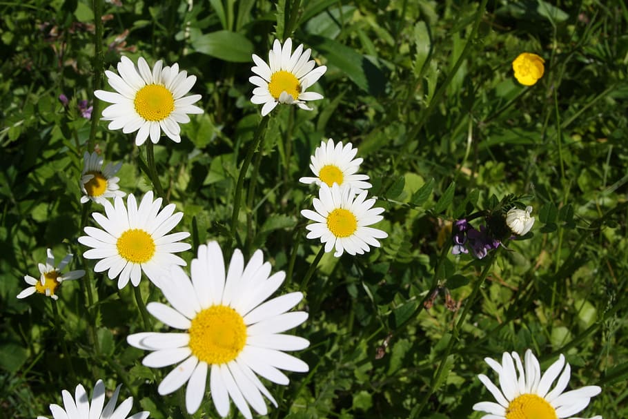 marguerite, flower, spring, flowering plant, freshness, fragility HD wallpaper
