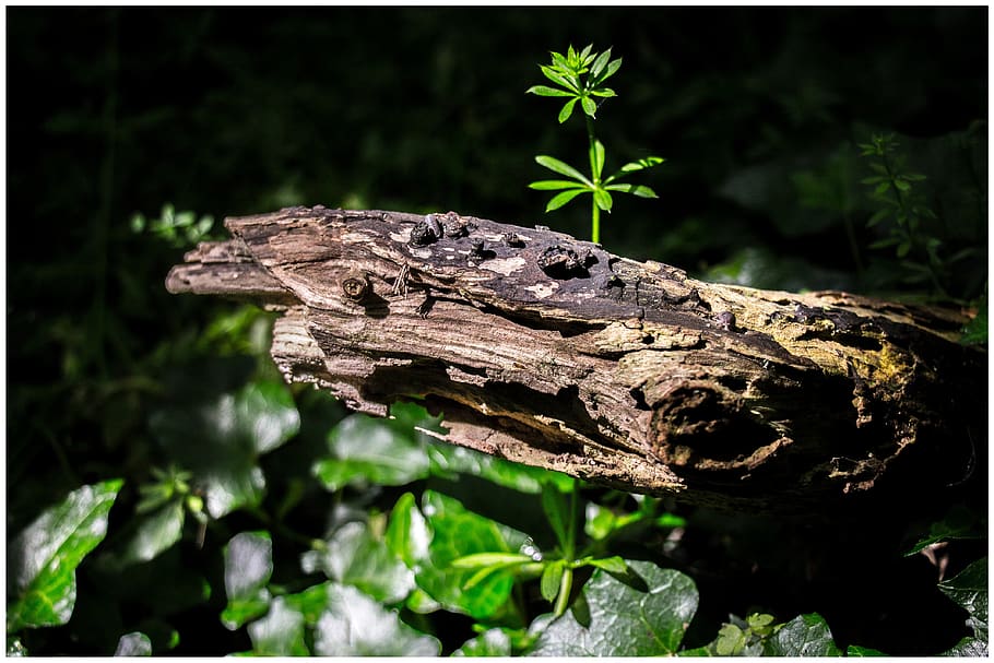 wood, bark, bugs, animal wildlife, plant, animal themes, animals in the wild HD wallpaper