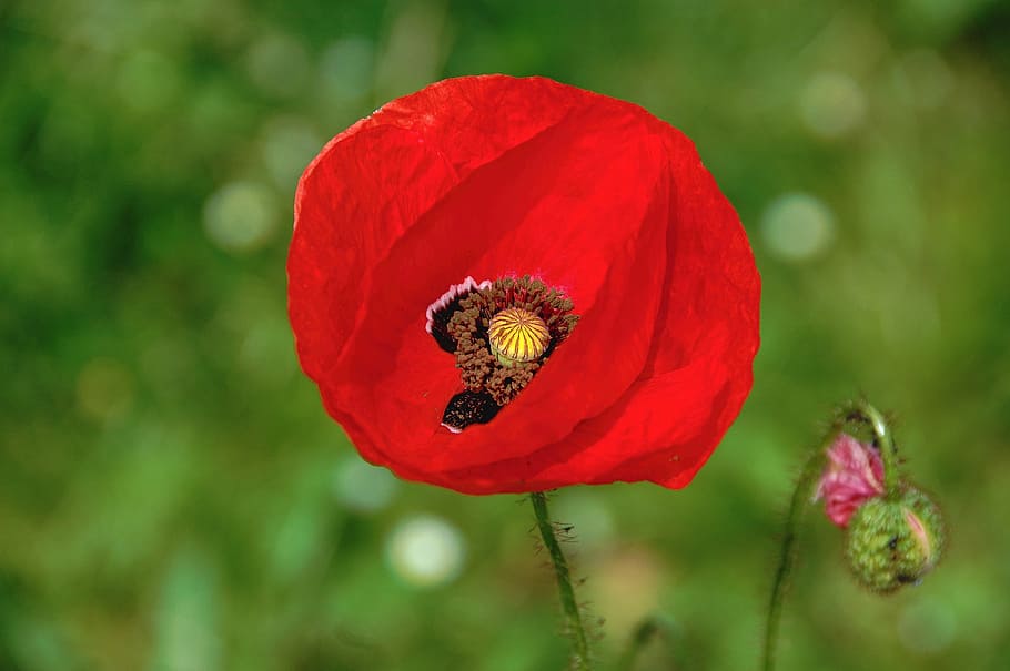 flower, garden, red, nature, poppy, flowering plant, petal HD wallpaper