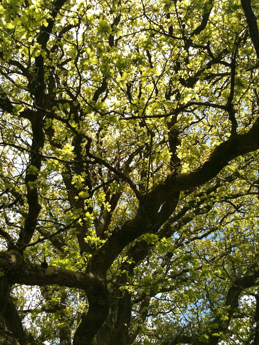 tree, oak, branch, old tree, field, forest, france, green, bark HD wallpaper