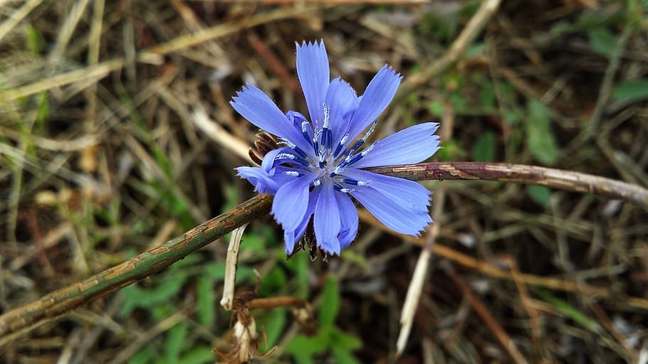 field bloom, nature, flowering plant, vulnerability, fragility HD wallpaper