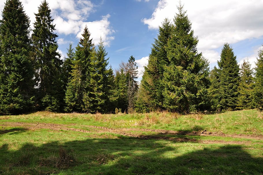 nature, tree, grass, spring, forest, summer, outdoors, landscape HD wallpaper