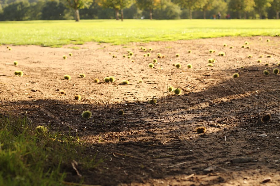 dirt, autumn, grass, land, plant, nature, day, no people, field HD wallpaper
