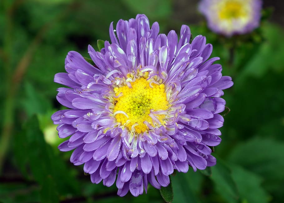 flower, aster, blue, nature, plant, summer, petal, closeup HD wallpaper