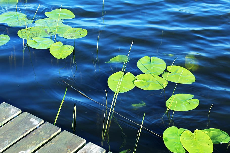green leaves, lake, water, surface, pond, dock, nature, drive HD wallpaper