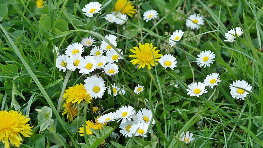dandelion, daisy, meadow, yellow, spring, pointed flower, common dandelion HD wallpaper
