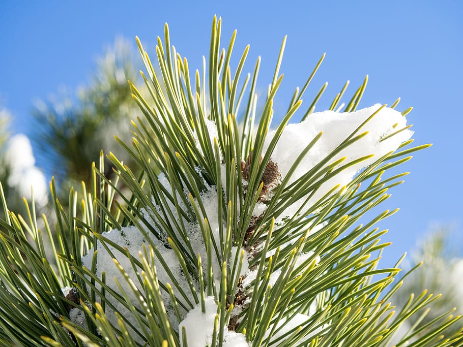 Pine Leaves Covered in Snow Under Blue Sky, ice, pine cone, seasons HD wallpaper