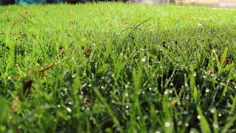 dew, grass, rush, cold, green, wet, green color, plant, growth HD wallpaper