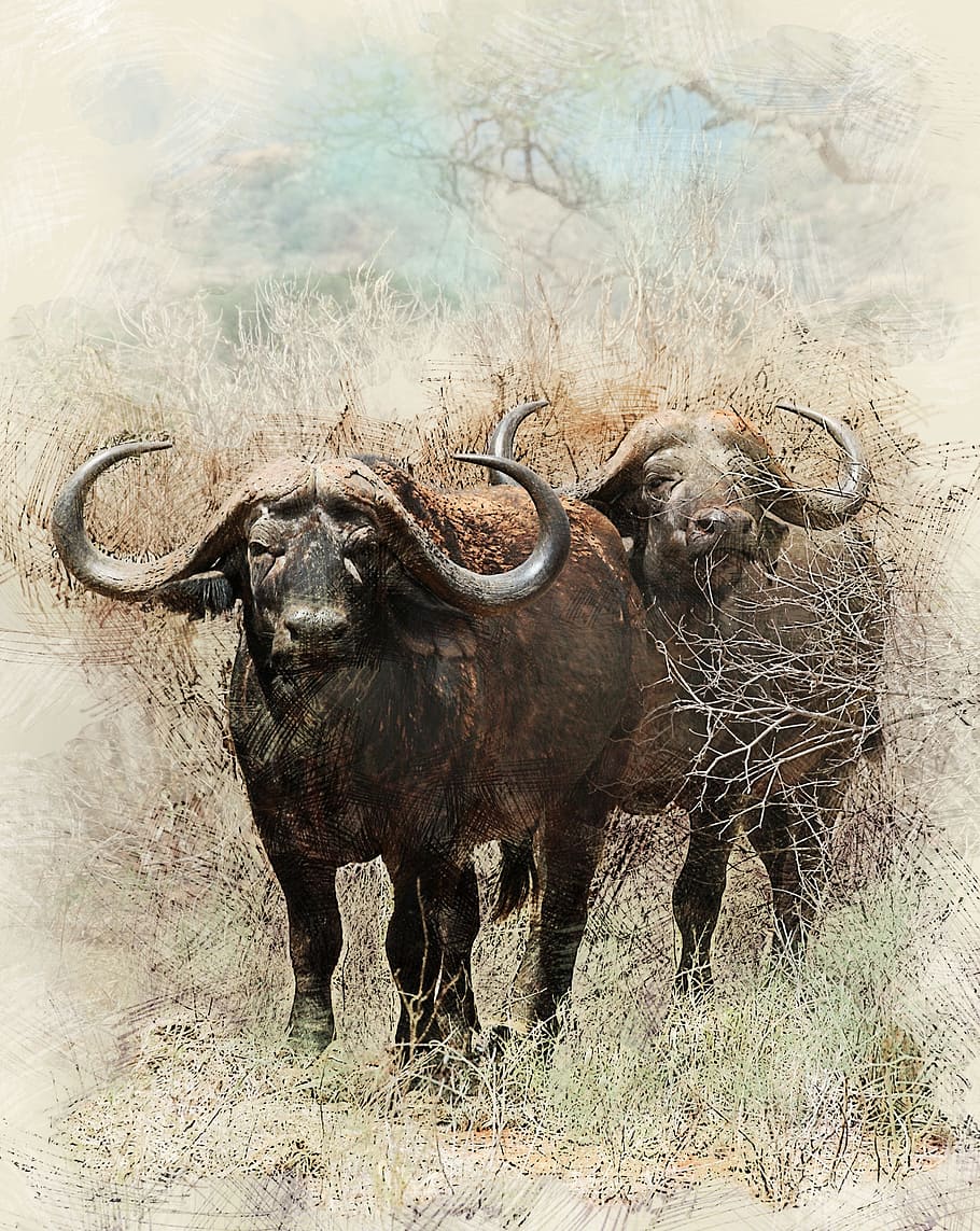 HD wallpaper: two black water buffalos painting, african buffalo, bull, powerful animal | Wallpaper Flare