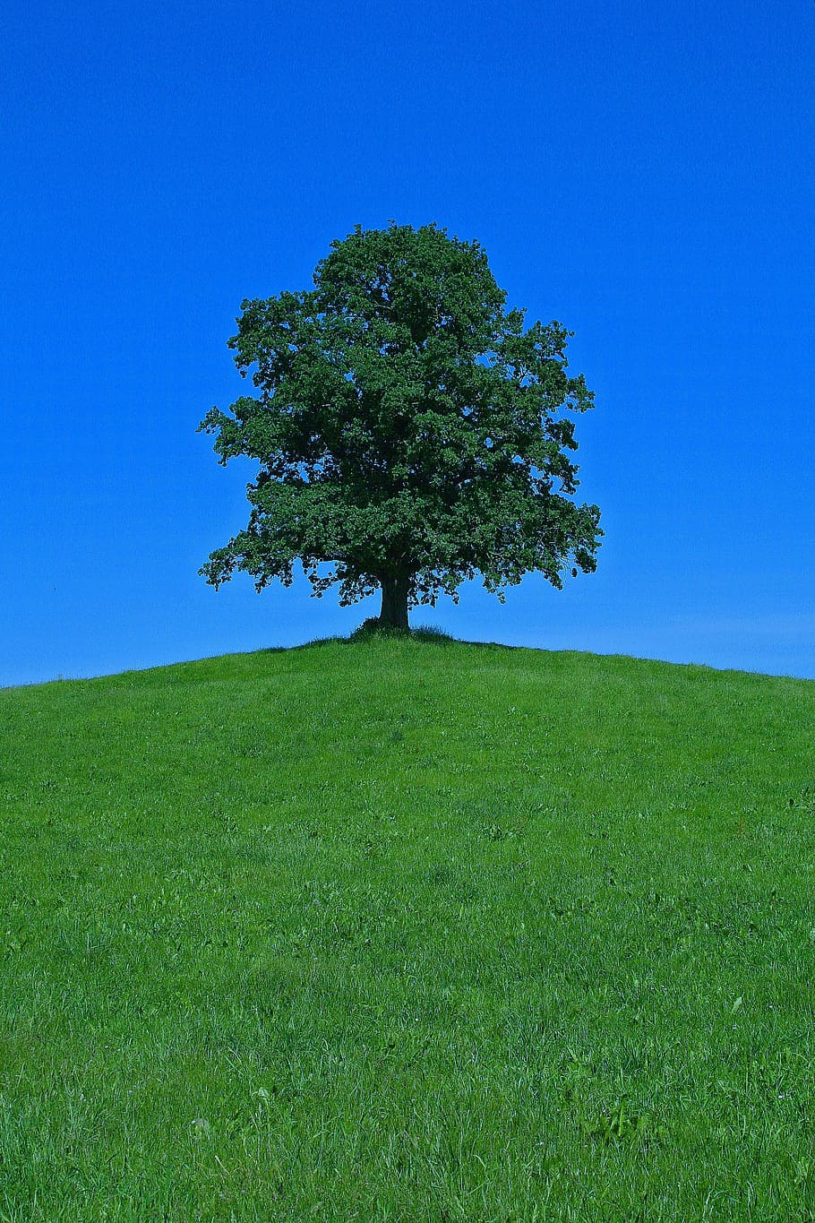 tree, hill, landscape, nature, scenic, lonely, isolated, individually HD wallpaper
