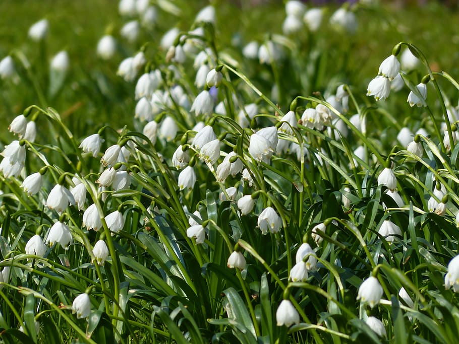 Snowflake, Plant, Garden, Close, Macro, flowers, spring, meadow, HD wallpaper