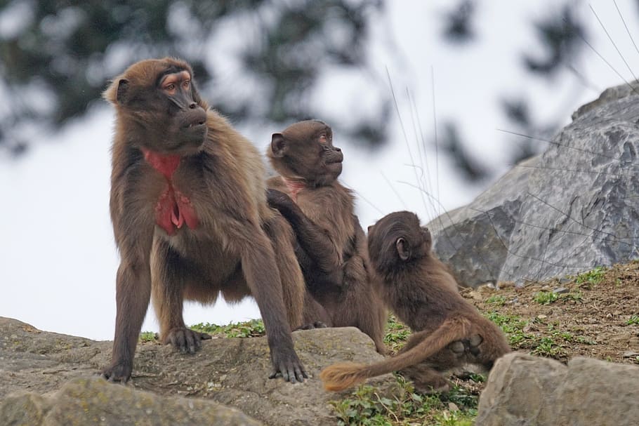 dschelada, monkey, primate, fear, horror, attention, social HD wallpaper