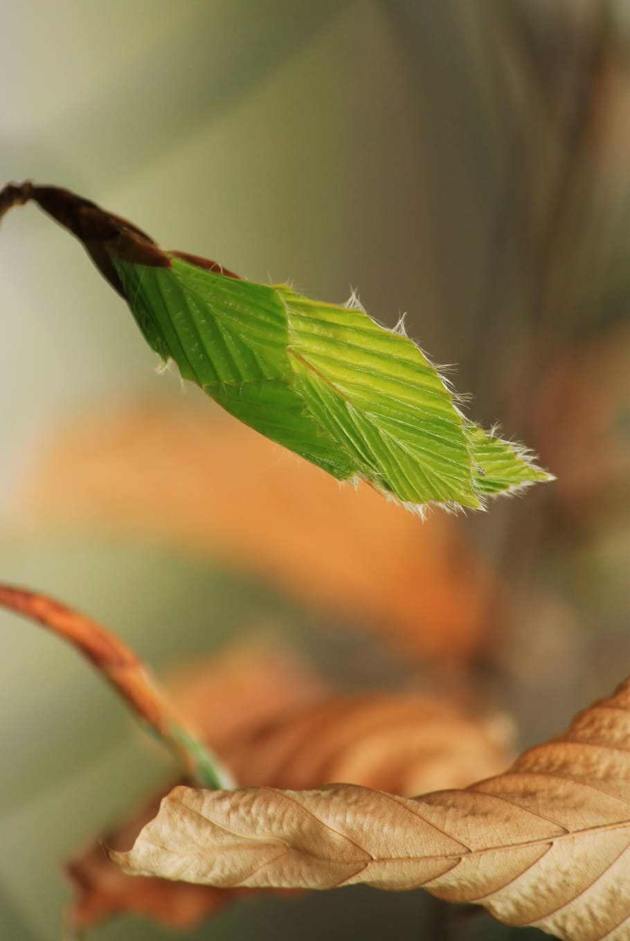 beech, beech leaf, beech leaves, nature, tree, plant, branch HD wallpaper