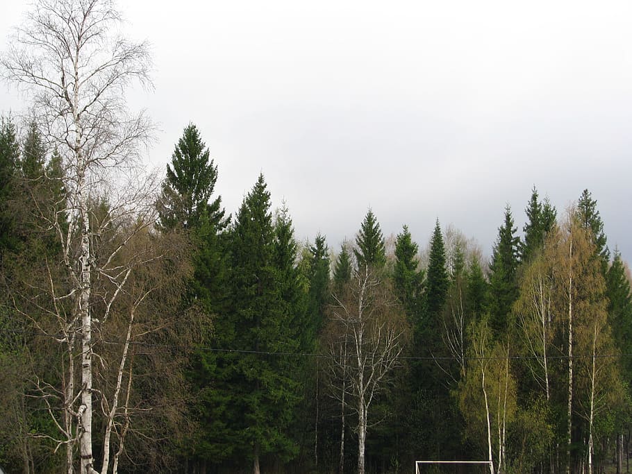 spring, forest, trees, sky, nature, landscape, stroll, birch HD wallpaper