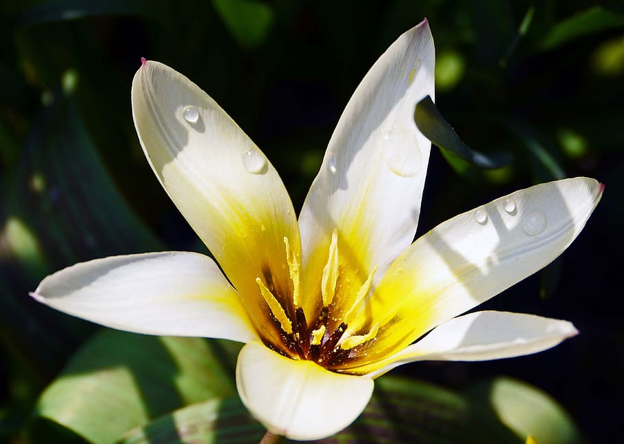 tulip, white, open, water, spring, blossom, bloom, flower, garden HD wallpaper