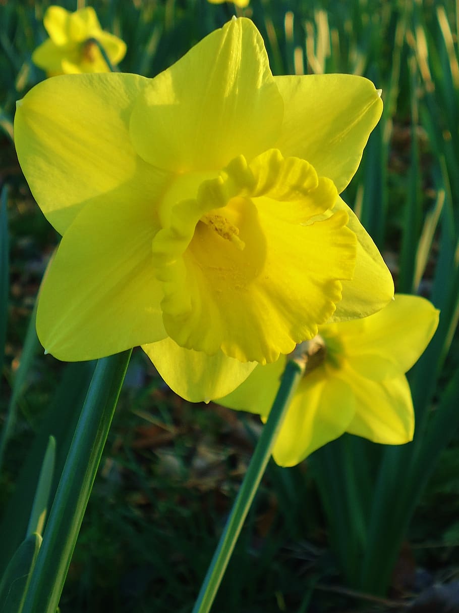 daffodil, daffodils, yellow, flower, flowers, nature, spring HD wallpaper