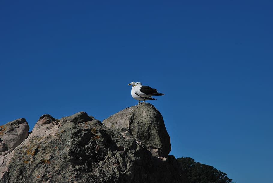 mountain, bird, the sky, animal themes, animal wildlife, animals in the wild HD wallpaper