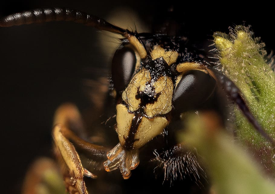 insect, wasp, nature, close, animal, macro, german wasp, true wasp HD wallpaper