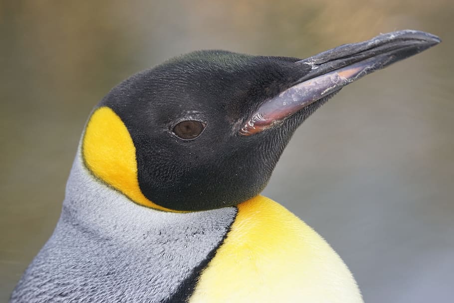 selective focus of black and yellow penguin, portrait, close HD wallpaper