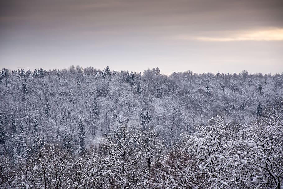 Winter lanscape, landscape, nature, snow, frost, cold - Temperature HD wallpaper