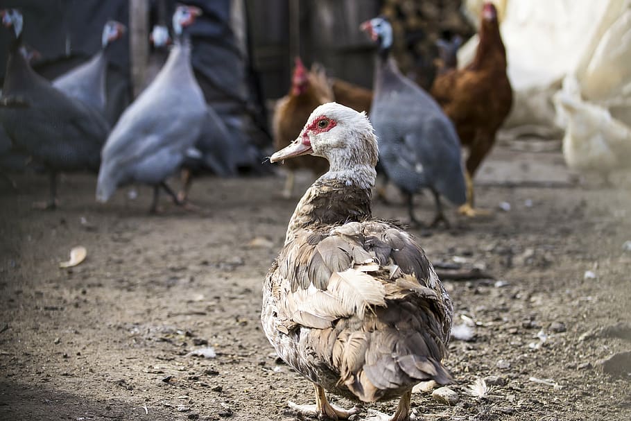 duck, poultry, barton, animals, village, feathered, házikacsa HD wallpaper