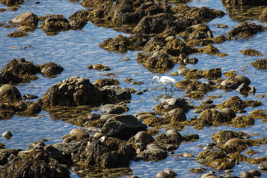 San Diego, Shoreline, Snowy Egret, bird, fishing, coastal waters, HD wallpaper