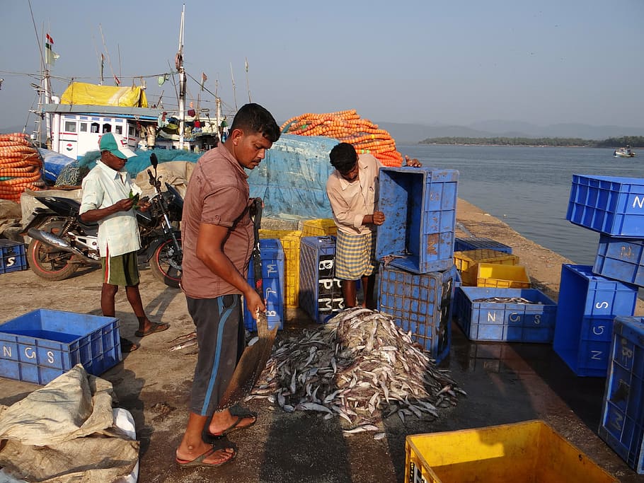 fishing, harbour, catch, river, estuary, aghanashini, harbor HD wallpaper