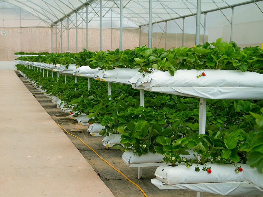 strawberries-greenhouses-agriculture.jpg