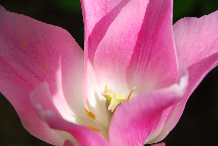 Tulip, Spring, Pink, Close, nature, plant, pink Color, flower HD wallpaper