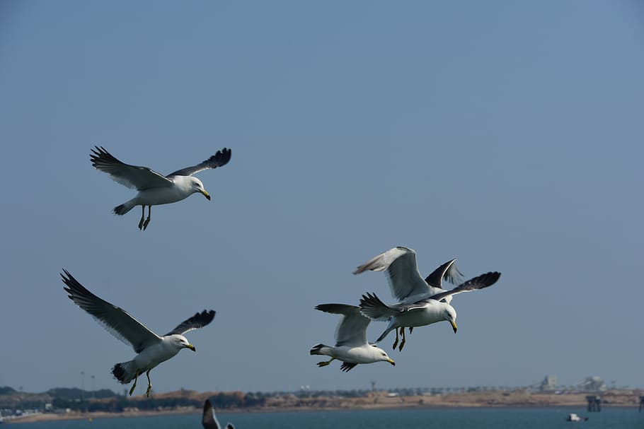 Seagull, Emergency, Flight, Sky, Wing, new, flying, mid-air HD wallpaper
